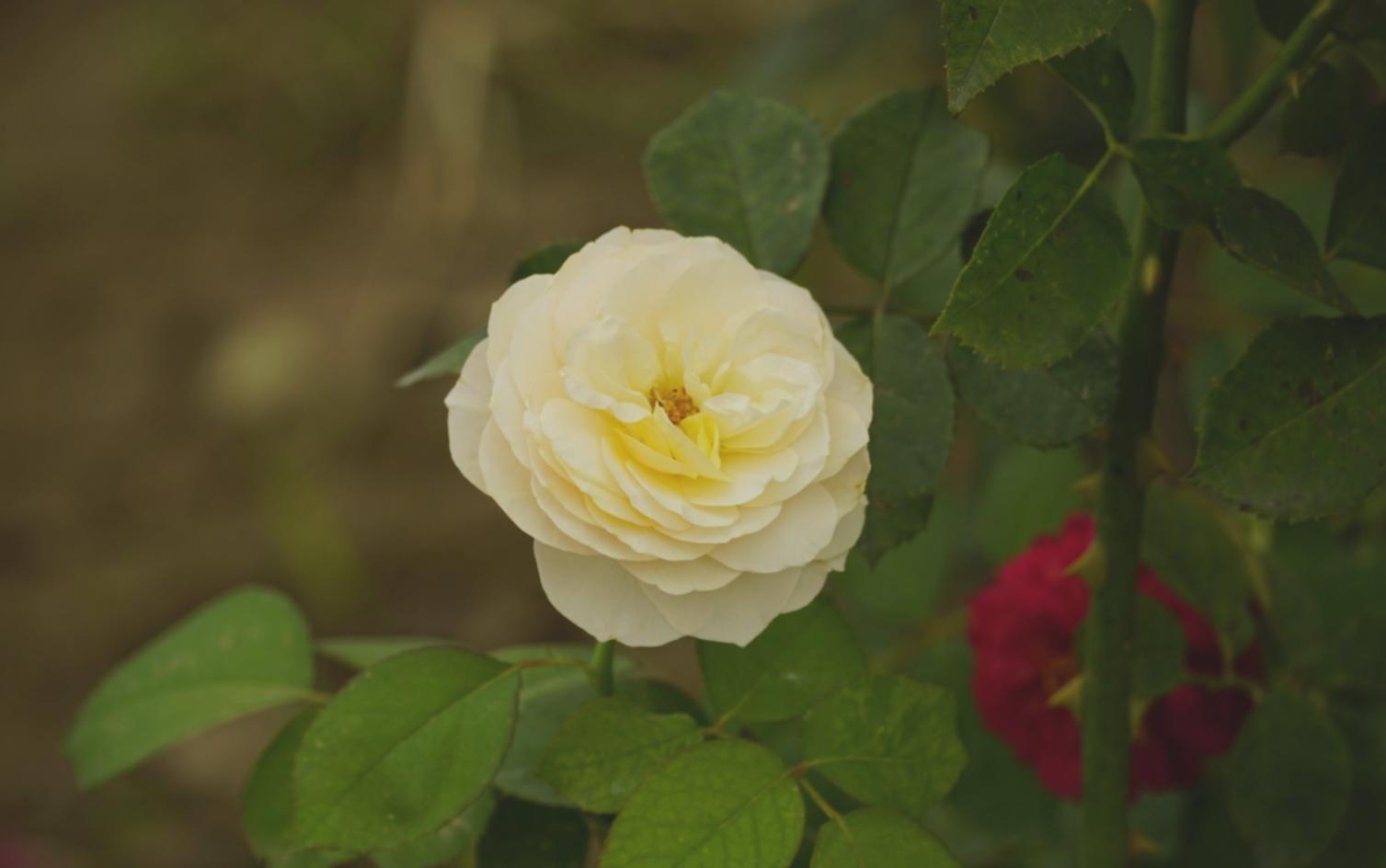 Рабочий процесс флориста с природными материалами